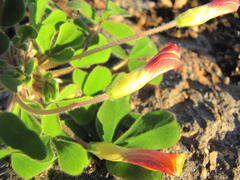 Oxalis ambigua