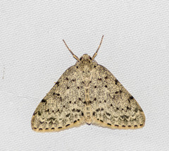 Naxidia irrorata