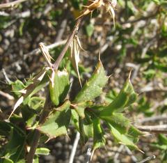 Berkheya spinosa