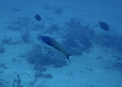 Pseudocoris yamashiroi