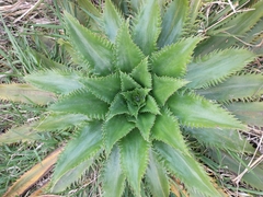 Eryngium serra