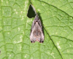 Olethreutes corylana