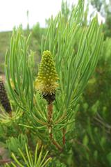 Leucadendron nobile