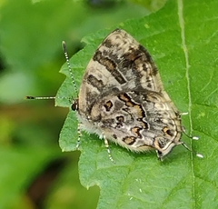 Aubergina vanessoides