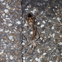 Podisus serieventris