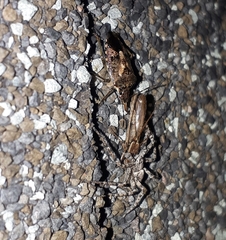 Podisus serieventris