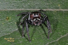 Colyttus