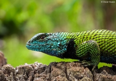 Sceloporus hondurensis