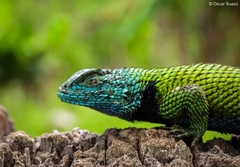 Sceloporus hondurensis