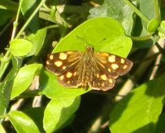 Metisella metis paris
