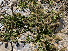 Carex satsumensis