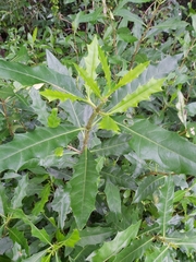 Acanthus ilicifolius