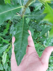 Acanthus ilicifolius