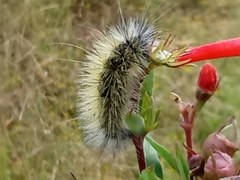 Lophocampa argentata