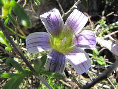 Romulea flexuosa