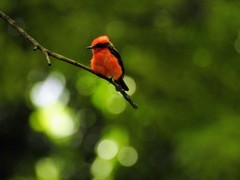 Pyrocephalus rubinus