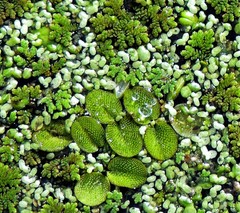 Salvinia biloba