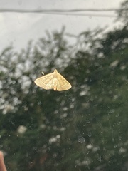 Hypsopygia nostralis