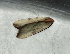Galgula