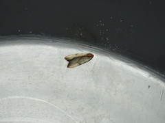 Galgula