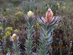 Protea coronata