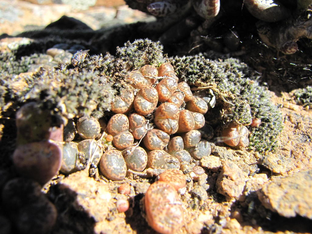 Conophytum pellucidum