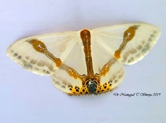 Macrocilix mysticata