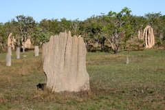 Amitermes meridionalis