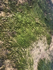 Zostera muelleri