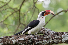 Von Der Decken's Hornbill photo 4
