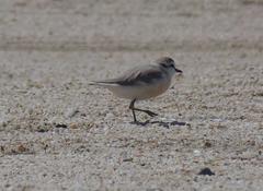 Charadrius marginatus marginatus