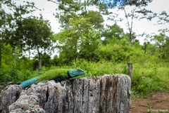 Sceloporus hondurensis