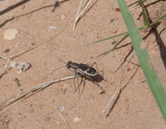Cicindela schauppii
