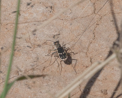 Cicindela schauppii