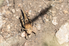 Leprus