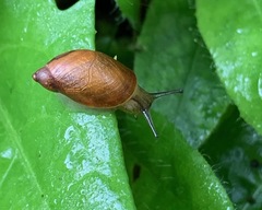 Oxyloma retusum
