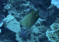 Ctenochaetus binotatus