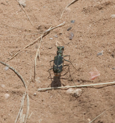 Cicindela schauppii