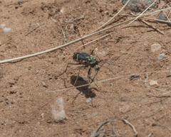Cicindela schauppii