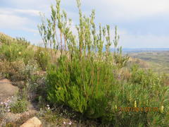 Leucadendron ericifolium