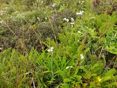 Nardostachys jatamansi