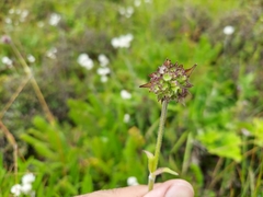 Nardostachys jatamansi
