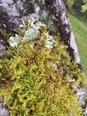 Hypnum plumaeforme