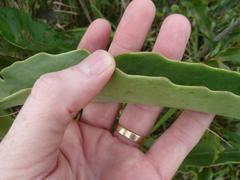 Kalanchoe brachyloba