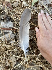 Nycticorax nycticorax