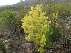 Leucadendron ericifolium