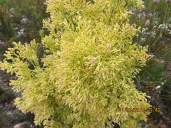 Leucadendron ericifolium