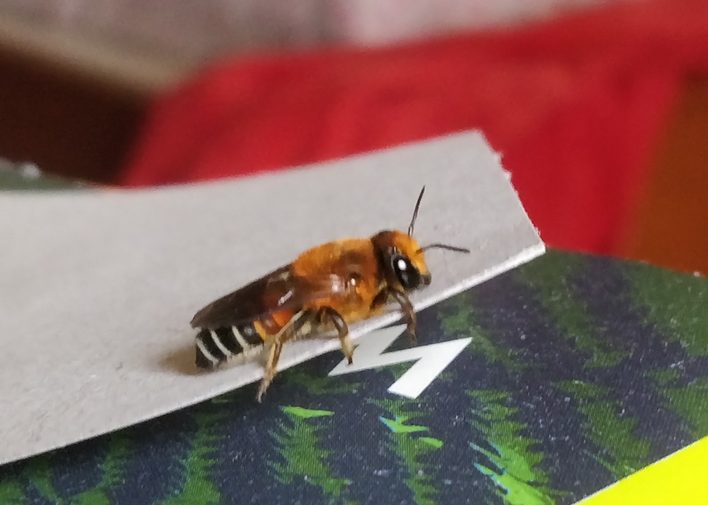 Wooly Wall Bee