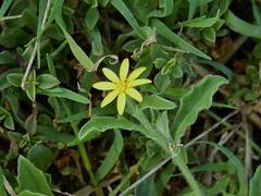Osteospermum calendulaceum