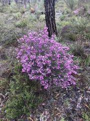 Gompholobium scabrum